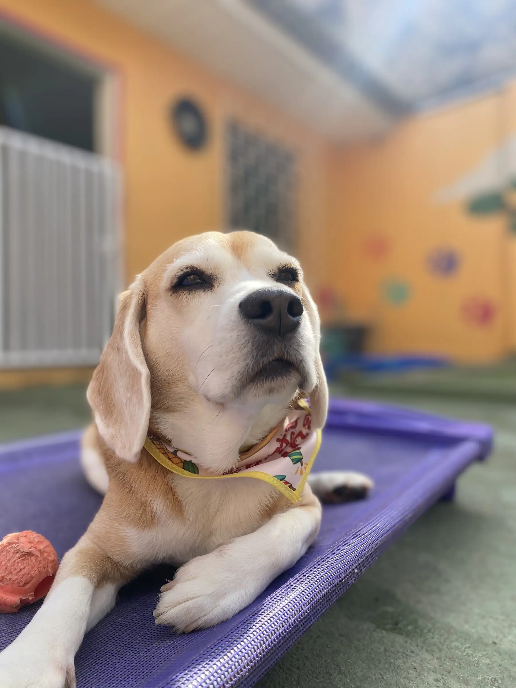 Beagle tranquilo descansando na caminha