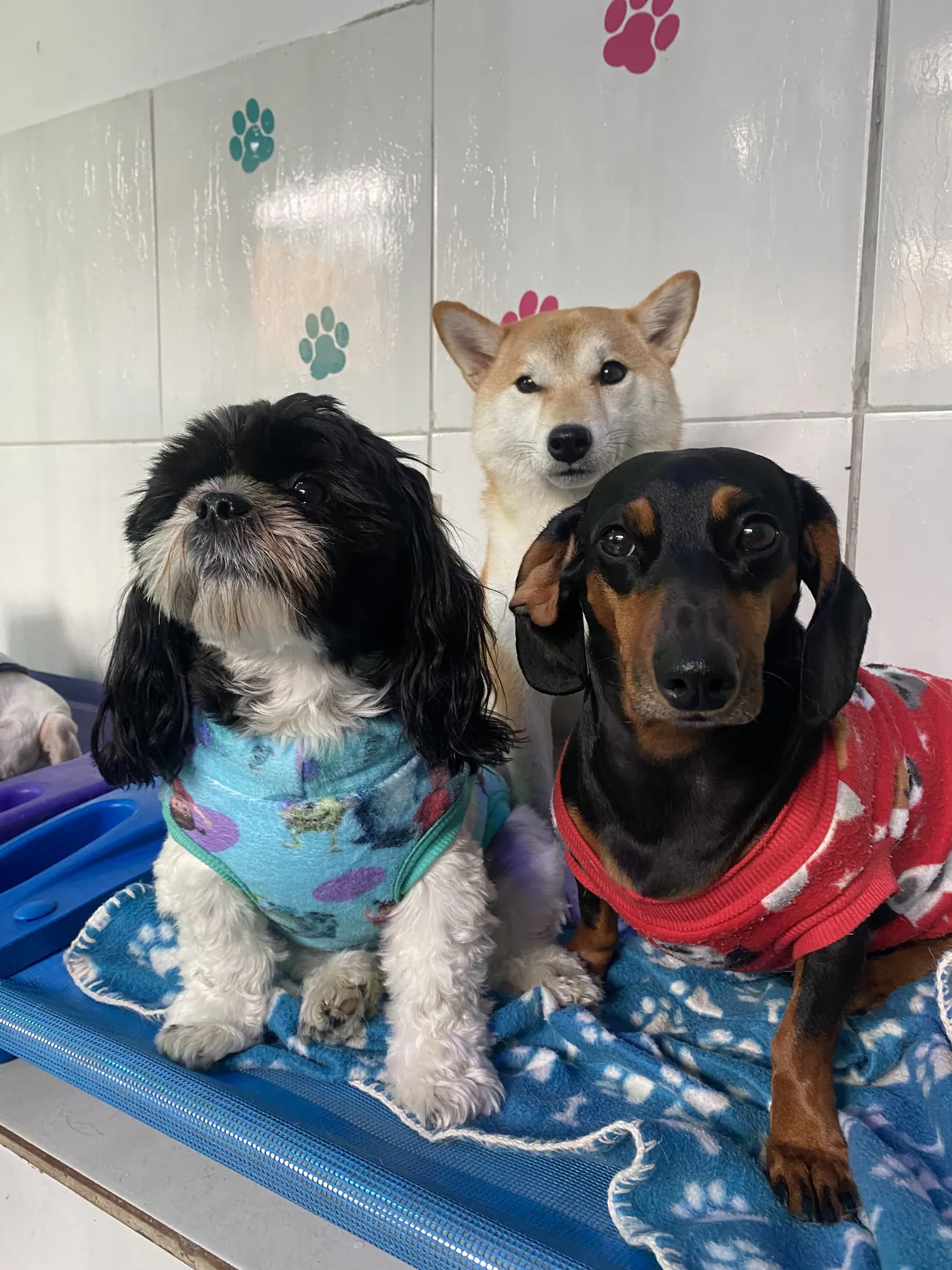 Três cães descansando juntos nas caminhas da Crechorro
