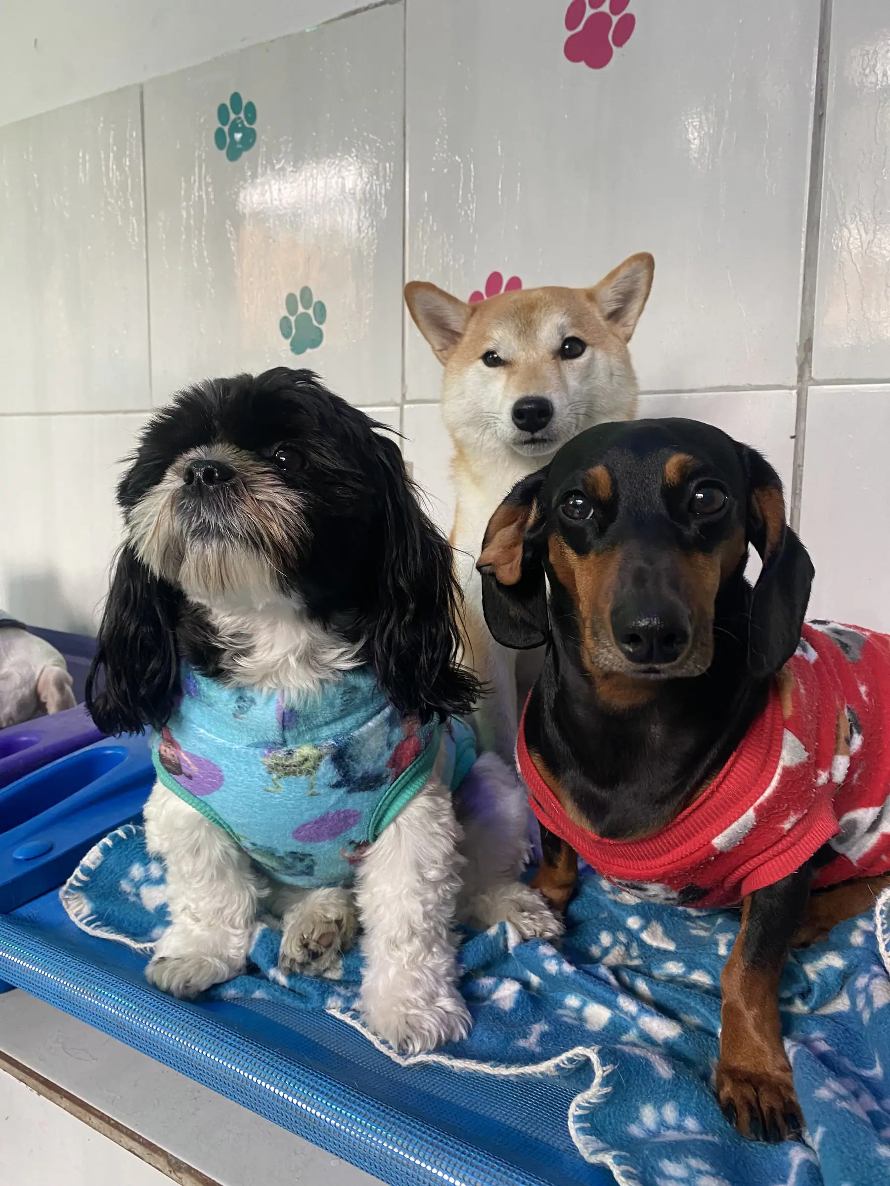 Três cães descansando juntos nas caminhas do hotel