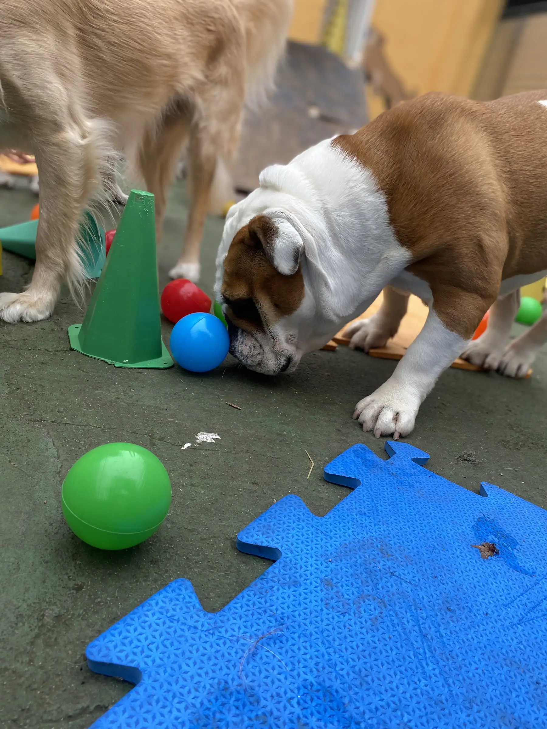 Bulldog brincando com bolinhas e cones nas atividades guiadas