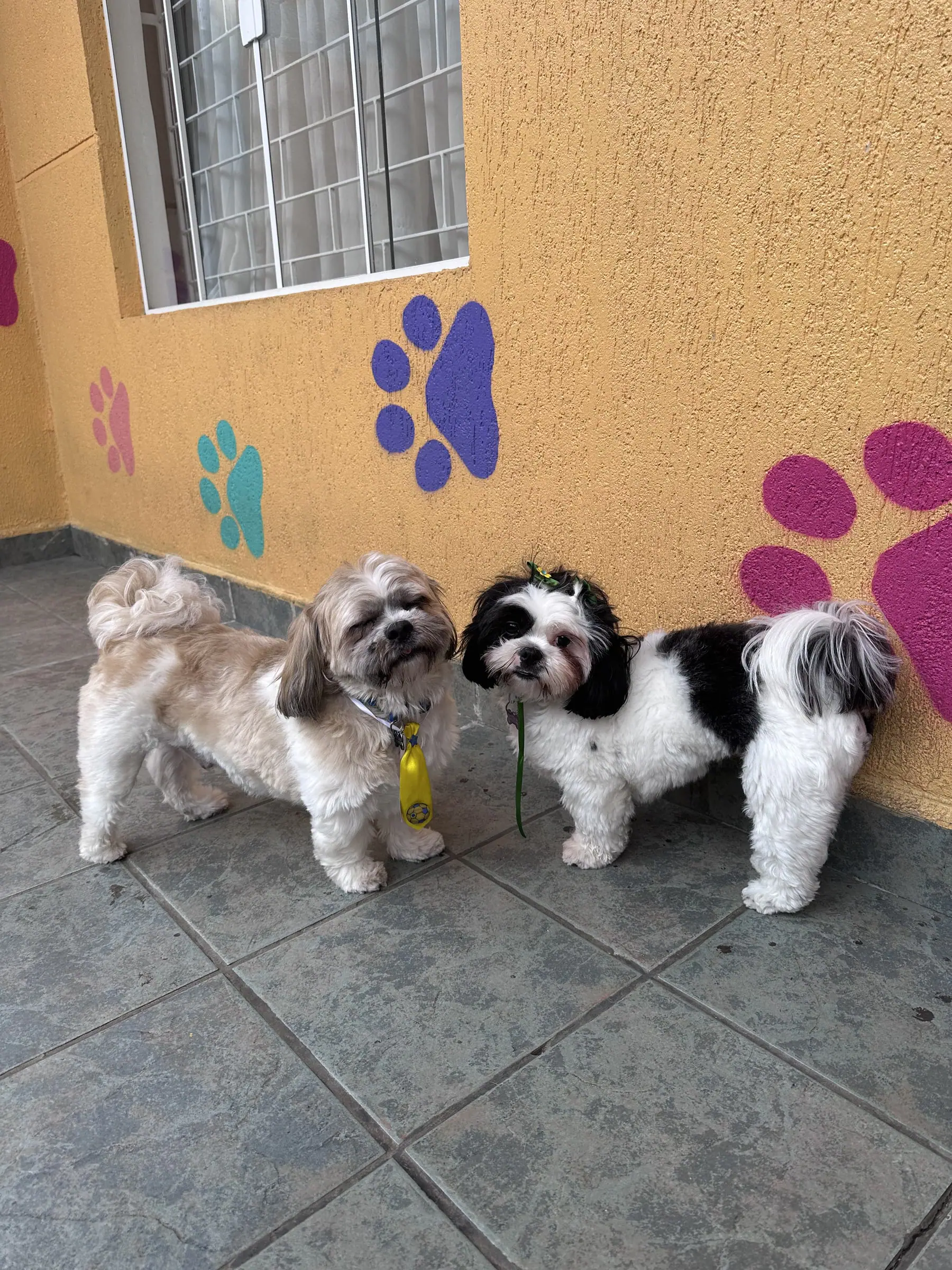 Dois cães em frente ao mural de patinhas coloridas