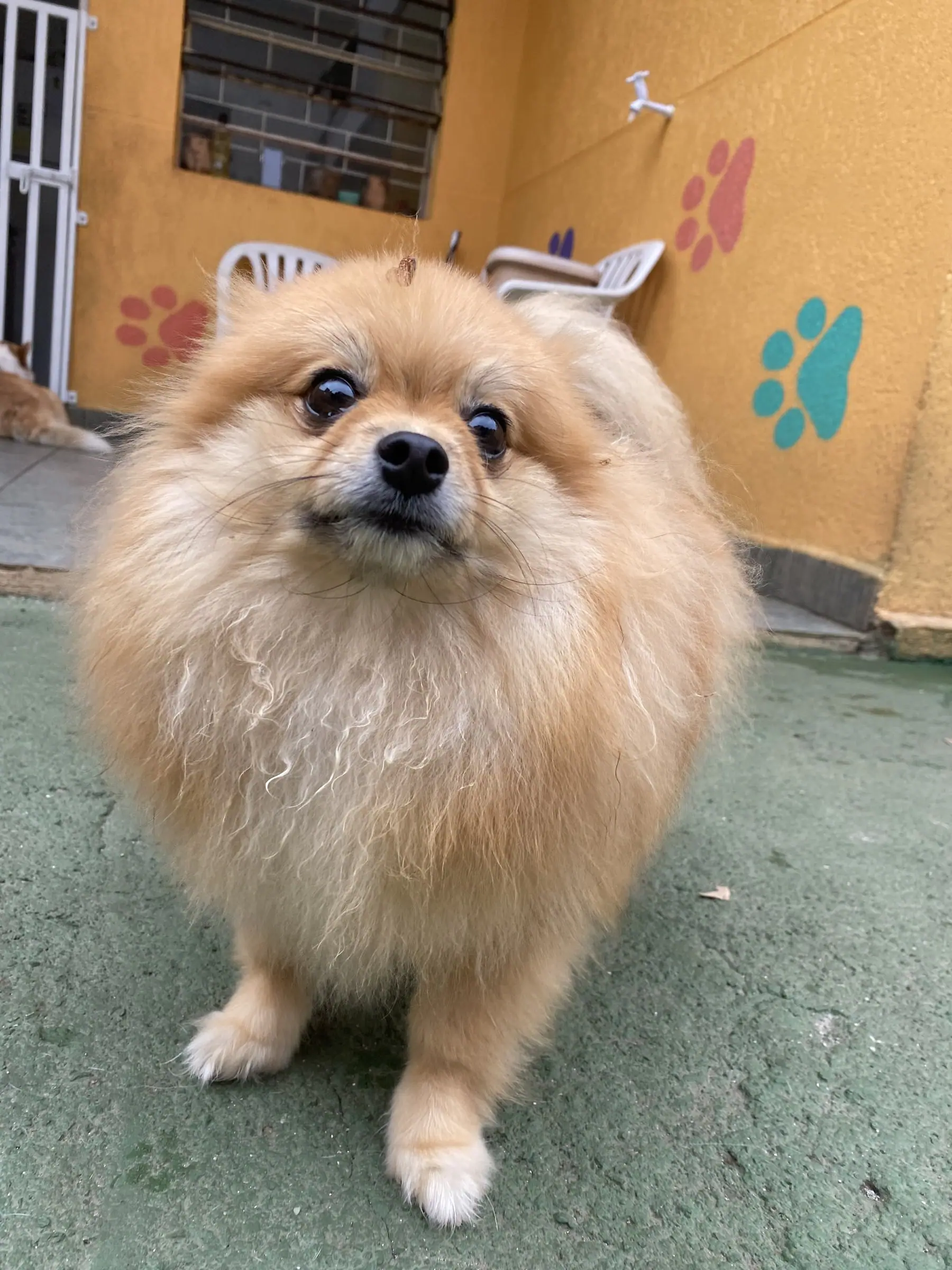 Lulu-da-pomerânia em frente ao mural de patinhas da Crechorro
