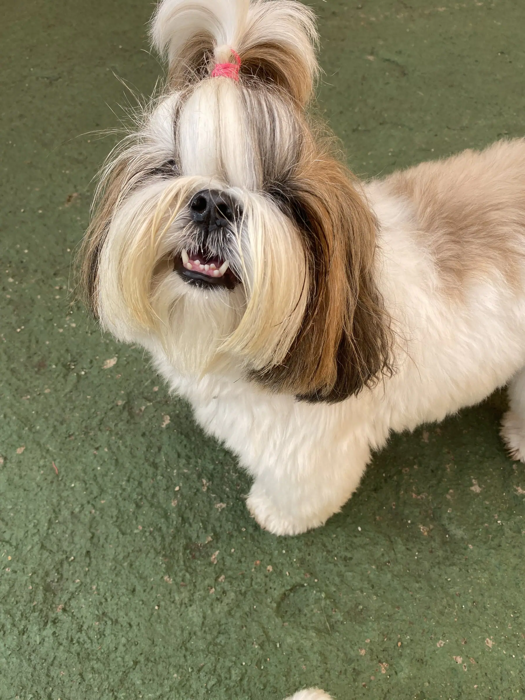 Shih-tzu penteado e cheiroso