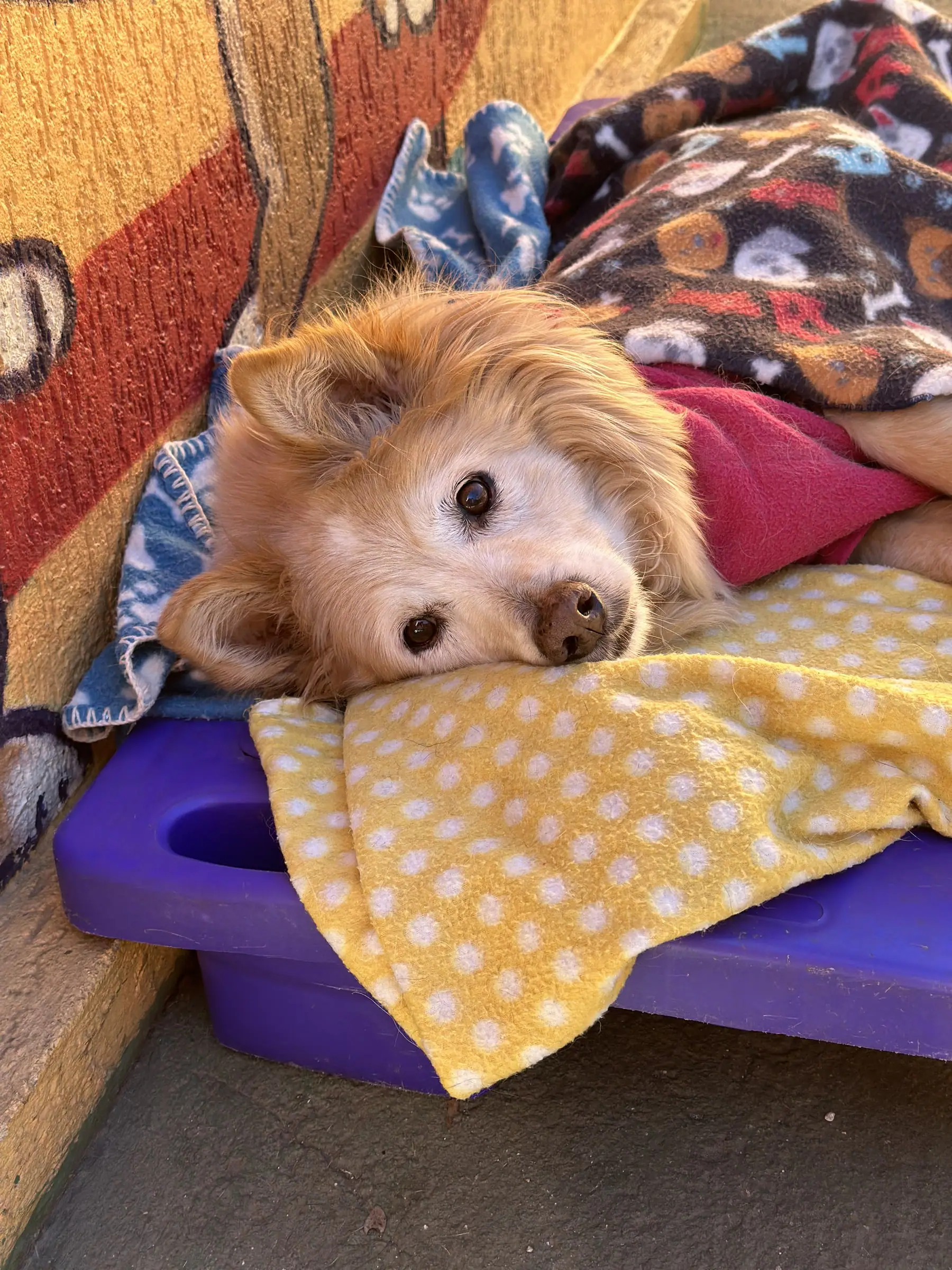 Cão dormindo coberto em uma caminha